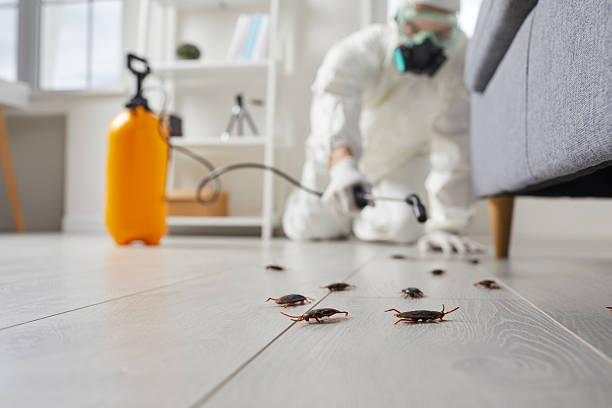 Commercial Kitchen Cockroach Control in Addison